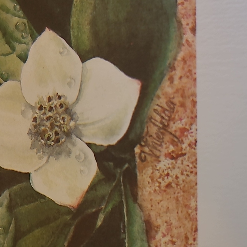 VIVIAN THIERFELDER VINTAGE FLORAL ART PRINTS, Unframed - Picture 3 of 16